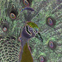 digital image, representation of a peacock head