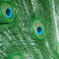 Digital image close up of peacock feather