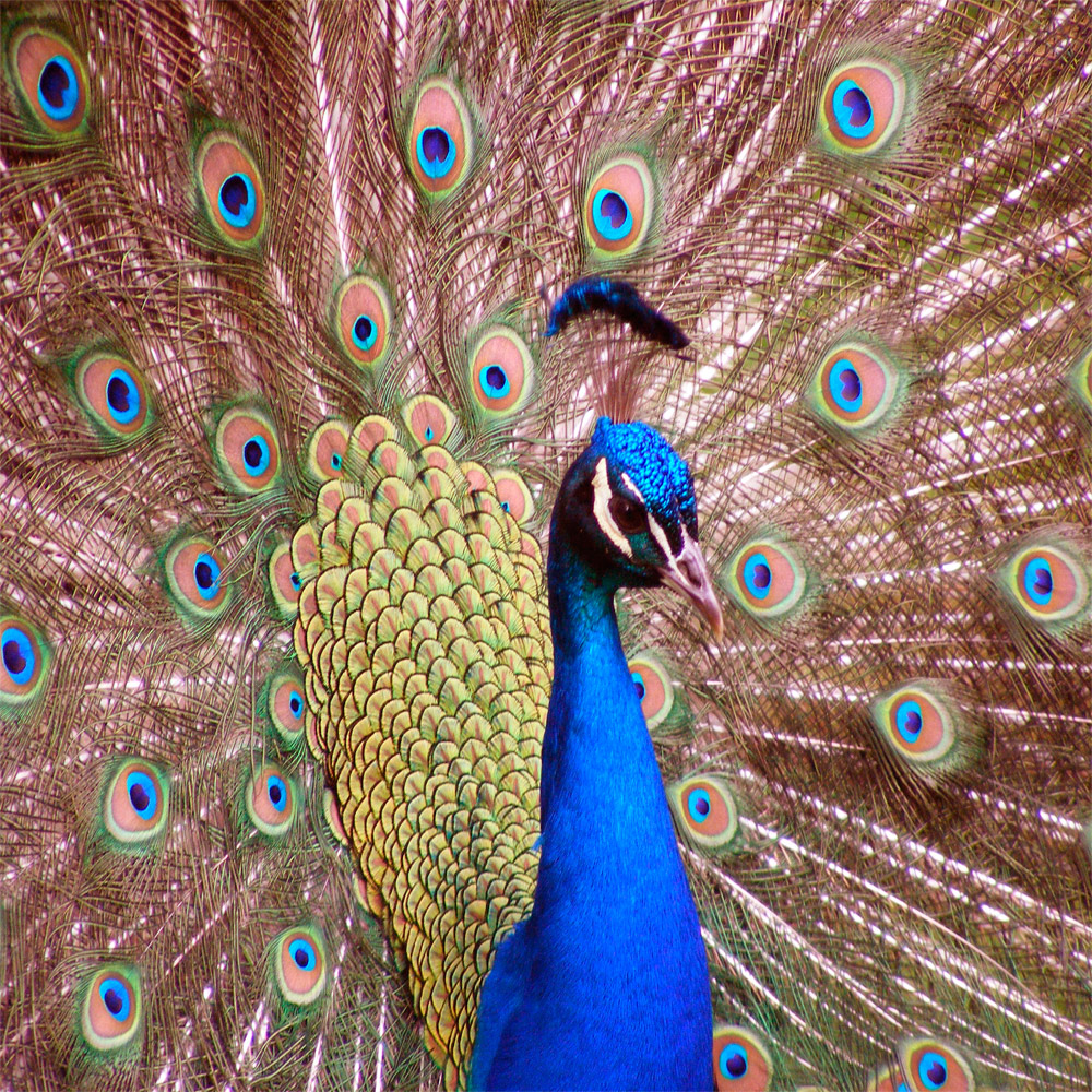 photo of a peacock